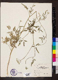 Torilis japonica image