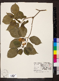 Cornus alternifolia image