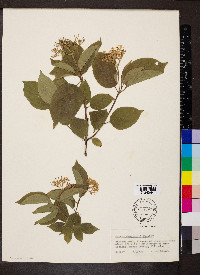 Cornus drummondii image