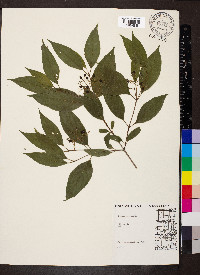 Cornus racemosa image