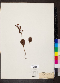 Pyrola elliptica image