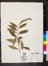 Lysimachia clethroides image