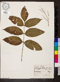 Fraxinus nigra image