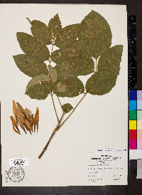 Fraxinus tomentosa image