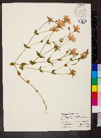 Sabatia campestris image