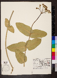 Asclepias amplexicaulis image