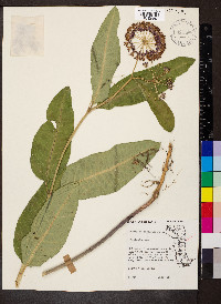 Asclepias purpurascens image