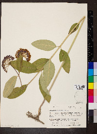 Asclepias purpurascens image