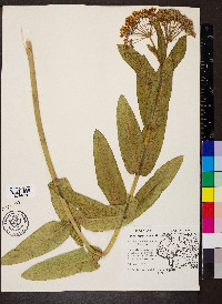 Asclepias sullivantii image