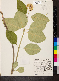 Asclepias variegata image