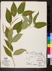 Amsonia tabernaemontana image