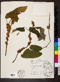 Cuscuta compacta image