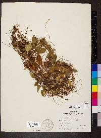 Cuscuta indecora image