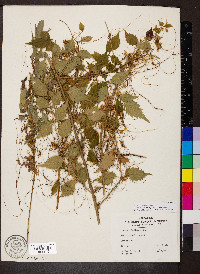 Cuscuta indecora image