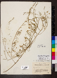 Stylisma pickeringii var. pattersonii image