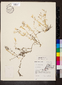 Phlox bifida subsp. bifida image