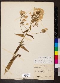 Phlox maculata subsp. pyramidalis image