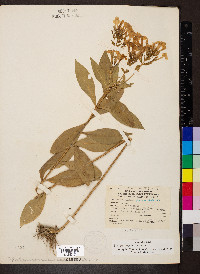 Phlox paniculata image