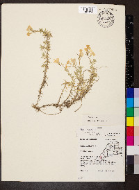 Phlox subulata image