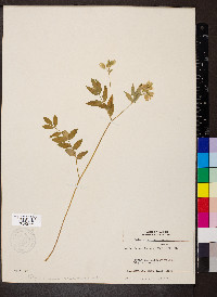 Polemonium reptans image