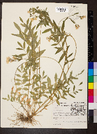 Polemonium reptans image