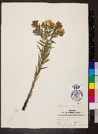 Lithospermum caroliniense image