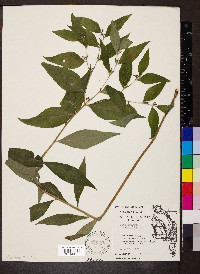 Lithospermum latifolium image