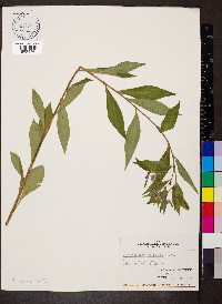 Lithospermum latifolium image