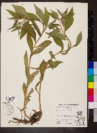 Lithospermum officinale image