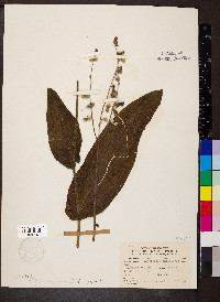 Cynoglossum officinale image