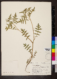 Ellisia nyctelea image