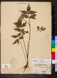 Hydrophyllum virginianum image