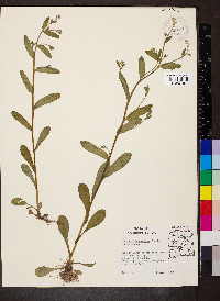 Myosotis macrosperma image