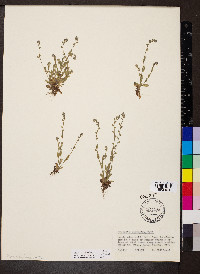 Myosotis stricta image