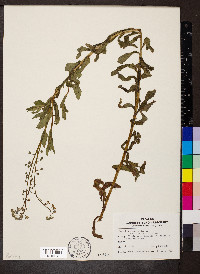 Myosotis scorpioides image