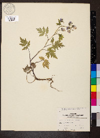 Phacelia bipinnatifida image