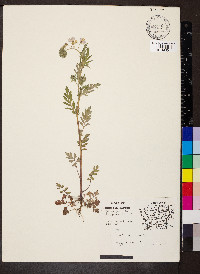 Phacelia purshii image