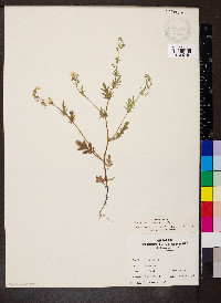 Phacelia purshii image