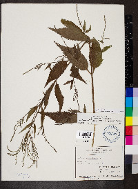 Verbena halei image