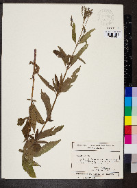 Verbena hastata image