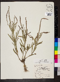 Verbena simplex image