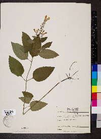 Scutellaria incana image