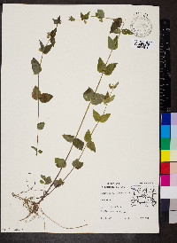 Scutellaria nervosa image