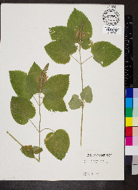 Scutellaria ovata image