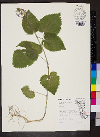 Scutellaria ovata image