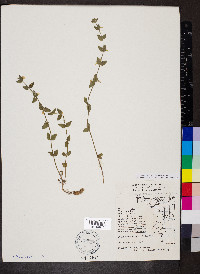 Scutellaria parvula image