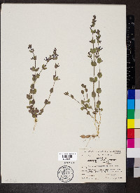 Scutellaria parvula image