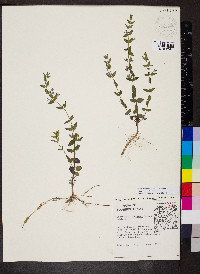 Scutellaria parvula var. parvula image