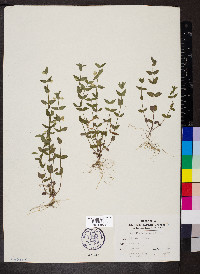 Scutellaria parvula image