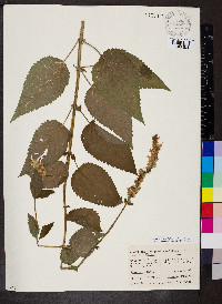 Agastache scrophulariifolia image